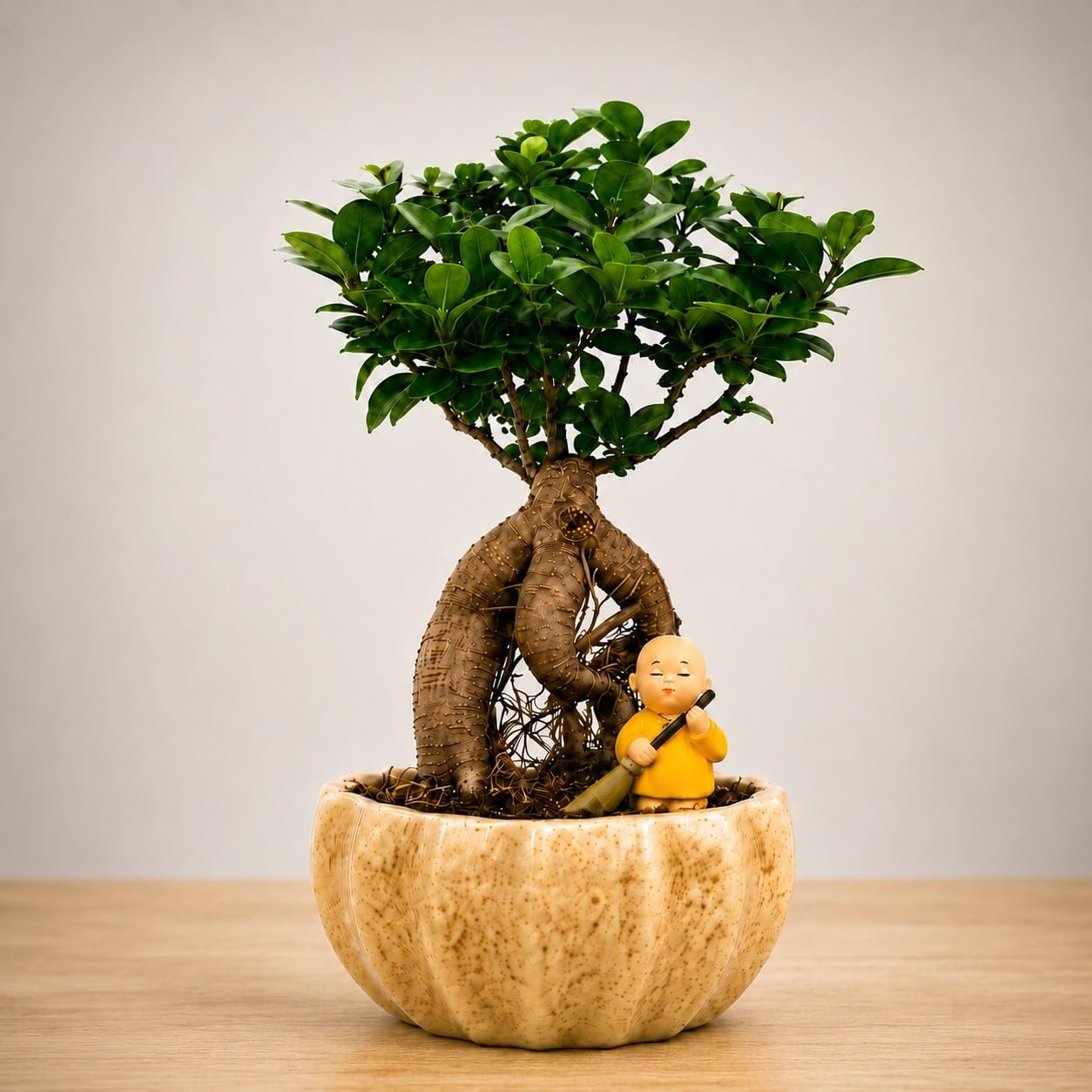 Abana Homes Ficus Bonsai Live Plant